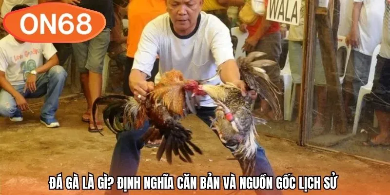 Đá gà là gì? Định nghĩa căn bản và nguồn gốc lịch sử 